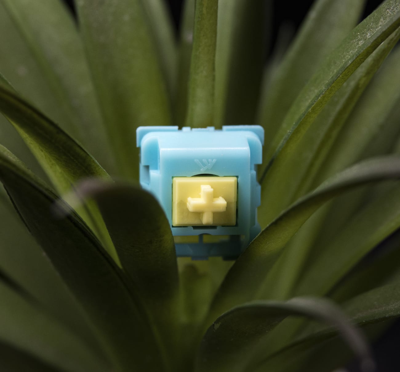 KTT Sea Salt Lemon 3Pin Linear Switch